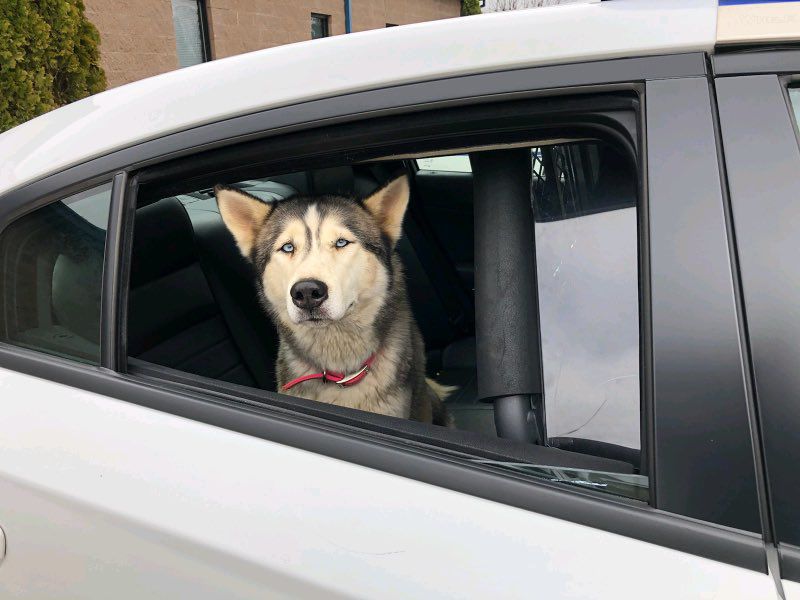 lost dog 2